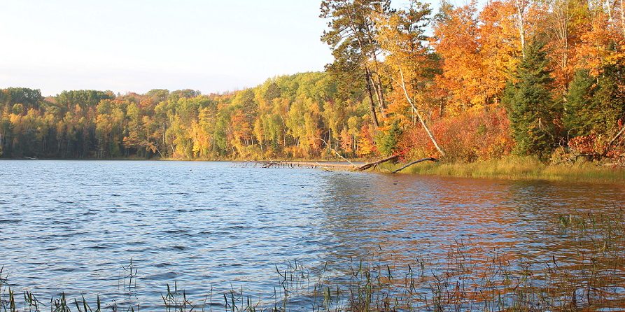 The shores of a lake in Itasca County